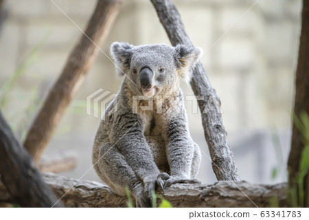 Koala portrait 63341783