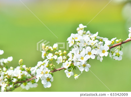 Yukiyanagi Yukiyanagi 63342009