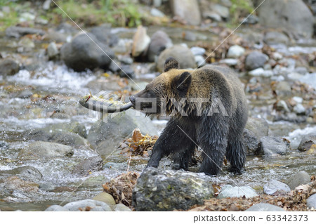 Brown bear catching salmon (Shiretoko, Hokkaido) 63342373