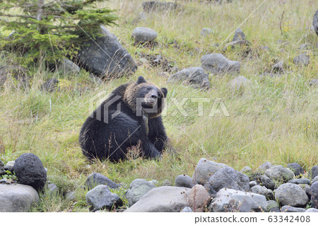 Brown bear scratching his face (Shiretoko, Hokkaido) 63342408