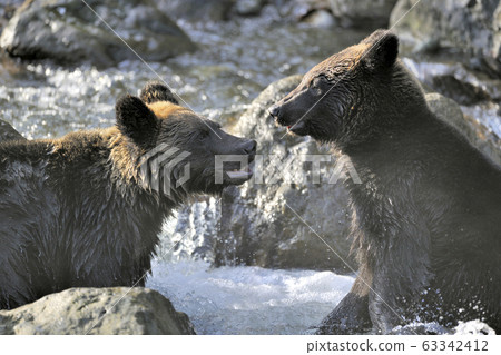 Fighting brown bears (Shiretoko, Hokkaido) 63342412
