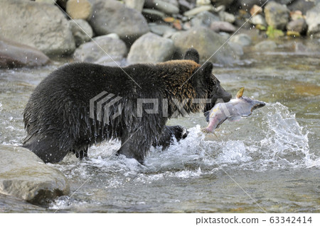 A brown bear that caught a northern blue trout (Shiretoko, Hokkaido) A brown bear that caught a northern blue trout (Shiretoko, Hokkaido) 63342414