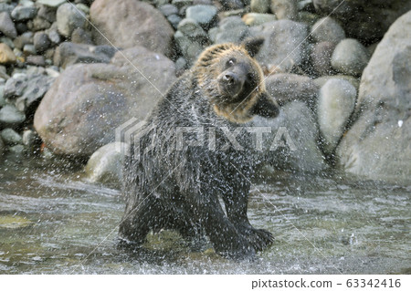 Brown bear shaking his head to pay water (Shiretoko, Hokkaido) 63342416