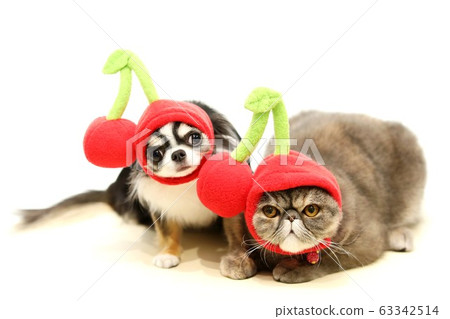 奇瓦瓦州和異國短毛貓 奇瓦瓦州和異國短毛貓 63342514