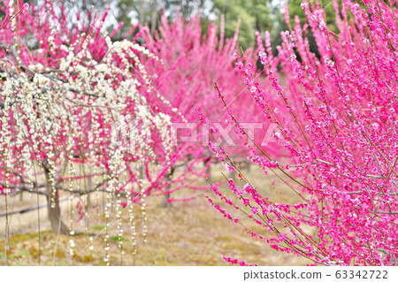 [Sugawara Shrine (Umezono)] Kokubuncho, Suzuka City, Mie Prefecture 63342722