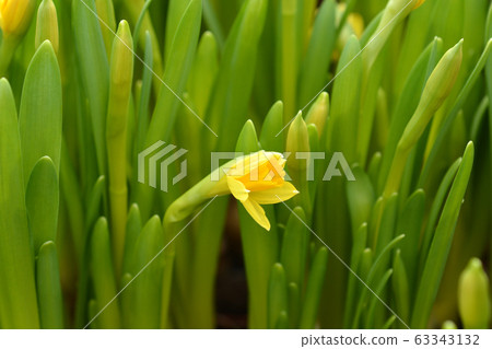 Daffodil Tete a Tete 63343132