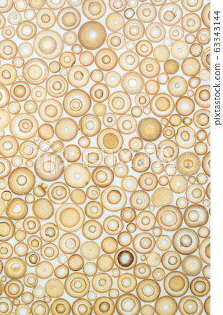 Exotic texture pattern of bamboo cross section filled with hardening enamel 63343144