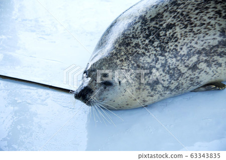 seal seal 63343835