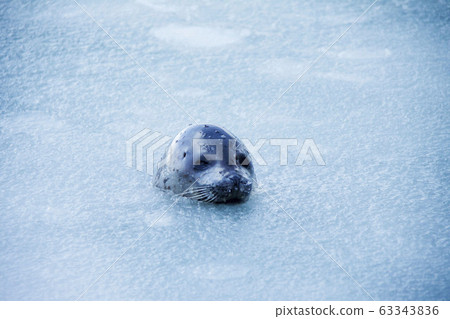 seal seal 63343836