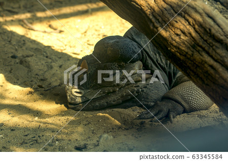 Rhinoceros iguana, Horned ground iguana is a reptile Iguana. Rhinoceros iguana, Horned ground iguana is a reptile Iguana. 63345584