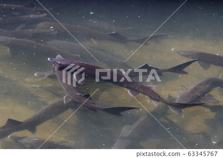 Sturgeon in fish farm 63345767
