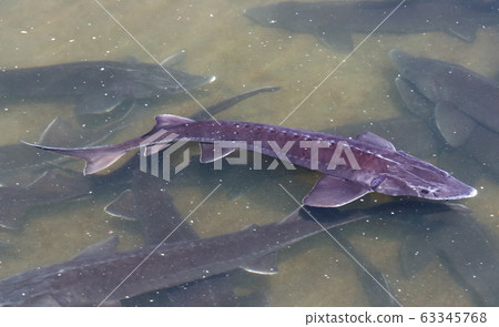 Siberian sturgeon fish 63345768