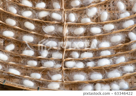 Closed up of group white cocoon of silk worm Closed up of group white cocoon of silk worm 63346422