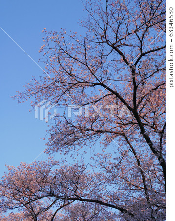 染野吉野染在夕陽下3 63346530