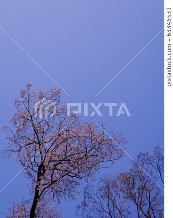 Somei Yoshino dyed in the setting sun 1 63346531