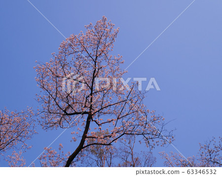 Somei Yoshino dyed in the setting sun 4 63346532