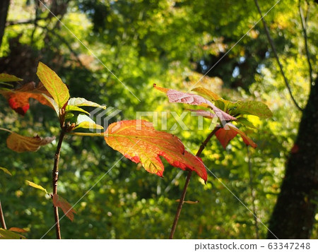 Autumn leaves Autumn leaves 63347248