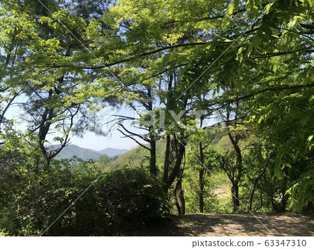 Forest Photo, Healing Photo 63347310