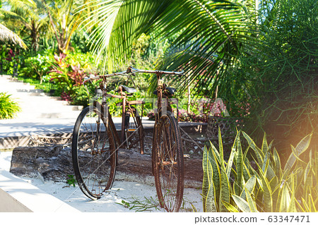 Close up vintage bicycle on green tropical background. Close up vintage bicycle on green tropical background. 63347471