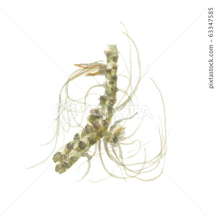 River bones 63347585