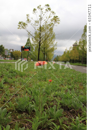 Gaillardia 63347711