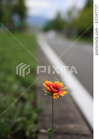 蓋拉迪亞 63347717