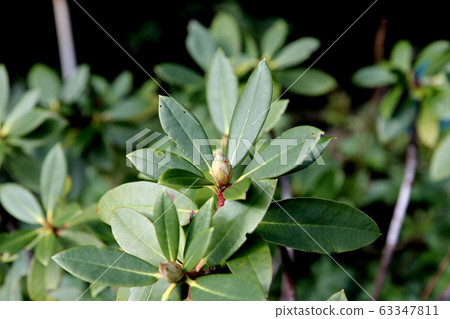 Rhododendron bud Rhododendron bud 63347811