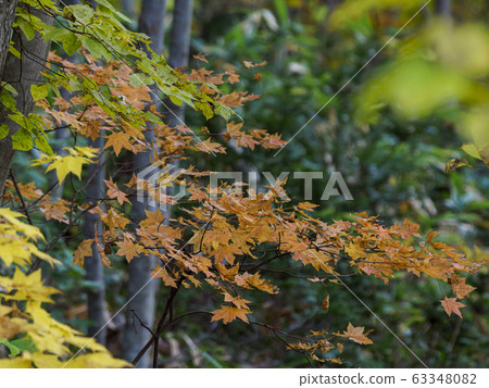 Momiji orange at the beginning of coloring 63348082
