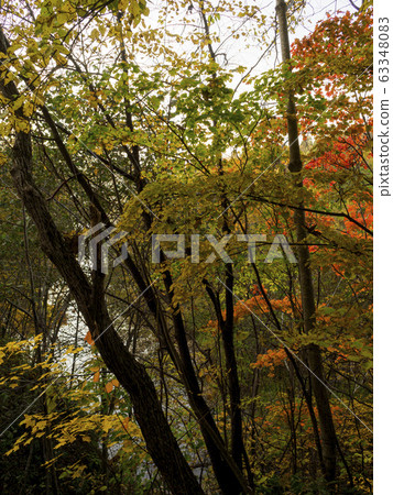 Autumn forest in sepia-tinted forest 63348083