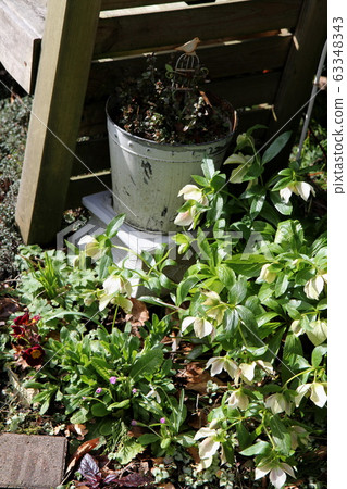 聖誕玫瑰和報春花 63348343