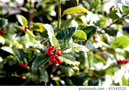 Western holly 63348528