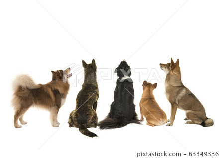 Various breeds of dogs looking up seen at the back 63349336
