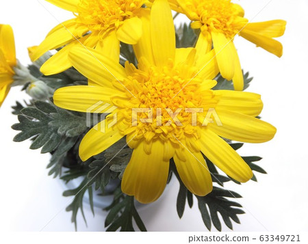 Yuriops Daisy Tiara Miki Yuriops Daisy Tiara Miki 63349721