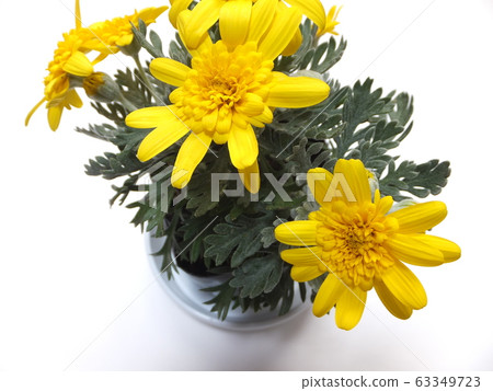 Yuriops雛菊頭飾三木 Yuriops雛菊頭飾三木 63349723