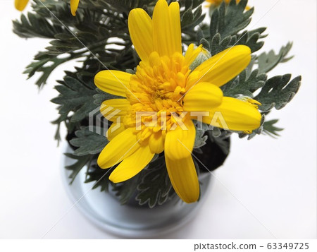 Yuriops雛菊頭飾三木 Yuriops雛菊頭飾三木 63349725