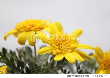 Yuriops雛菊頭飾三木 Yuriops雛菊頭飾三木 63349736