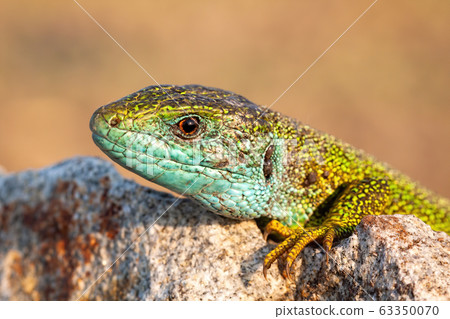 Close-up of a male european green lizard on stone at sunrise Close-up of a male european green lizard on stone at sunrise 63350070
