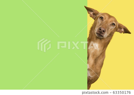 Portrait of a cute podenco andaluz with copy space 63350176