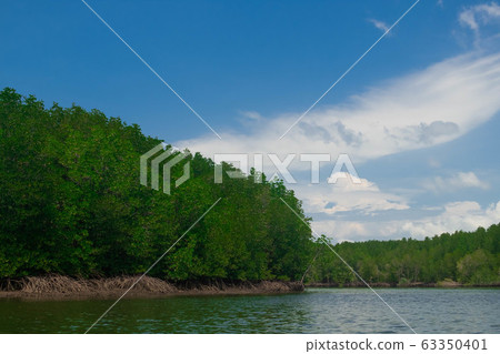 mangrove forest in island of paradise of Koh Yao mangrove forest in island of paradise of Koh Yao 63350401