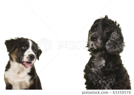 Portrait of an elderly senior and a young dog Portrait of an elderly senior and a young dog 63350578