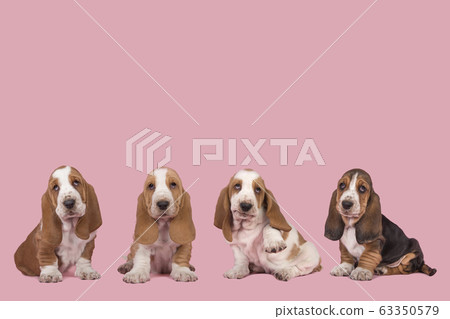 Four cute basset hound puppy dogs at a pink background Four cute basset hound puppy dogs at a pink background 63350579