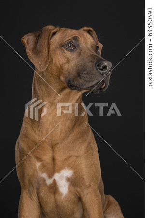 Portrait of a Rhodesian Ridgeback dog looking up Portrait of a Rhodesian Ridgeback dog looking up 63350591