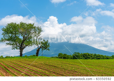 雙櫻桃樹新雪谷町夏季北海道 雙櫻桃樹新雪谷町夏季北海道 63350592