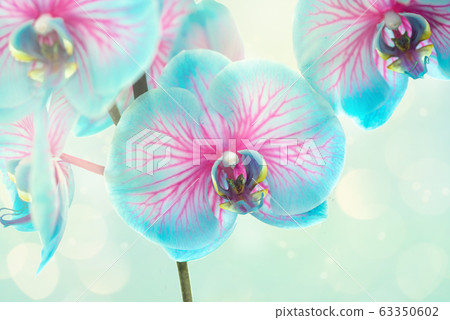 Blooming blue and pink orchid flower on a soft background Blooming blue and pink orchid flower on a soft background 63350602