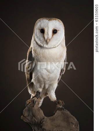 owl looking camera