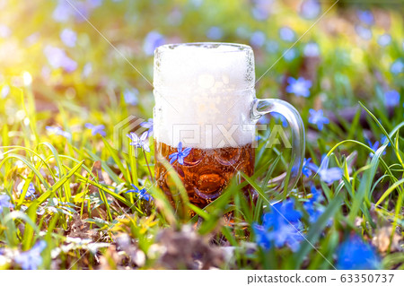 Beer and blue flower spring, snowdrops Scilla Beer and blue flower spring, snowdrops Scilla 63350737