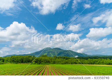 馬鈴薯田新雪谷Annupuri新雪谷鎮夏季北海道 馬鈴薯田新雪谷Annupuri新雪谷鎮夏季北海道 63350740