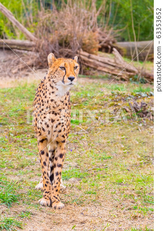 Beautiful Cheetah male standing 63353652