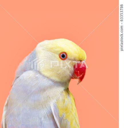 Australian Yellow Ring-Necked Parrot Australian Yellow Ring-Necked Parrot 63353786