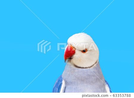 Australian Blue Ring-Necked Parrot 63353788